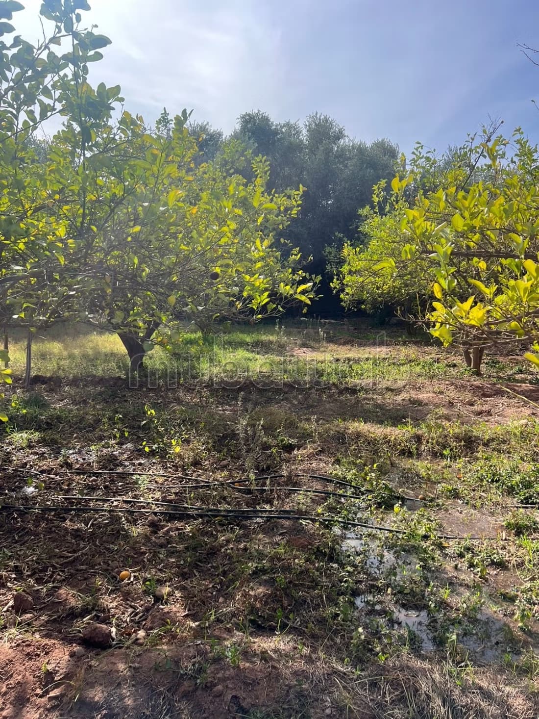 Ferme a vendre sur la route de fes A NE PAS RATER