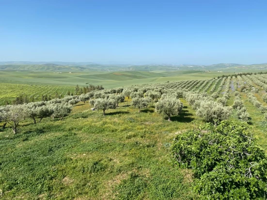 Ferme d'oliviers à vendre