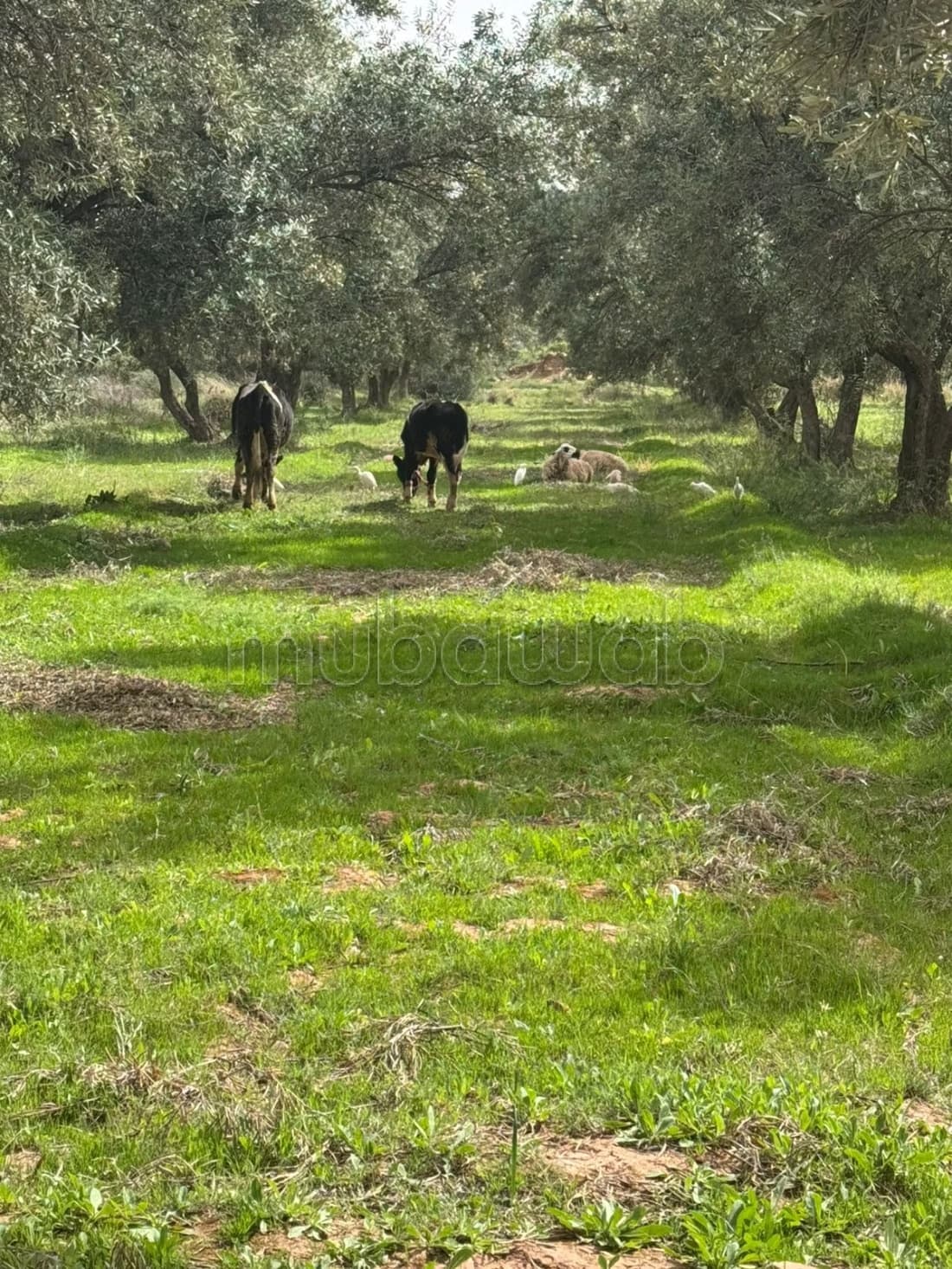 Ferme Agricole équipée 12 ha titrés