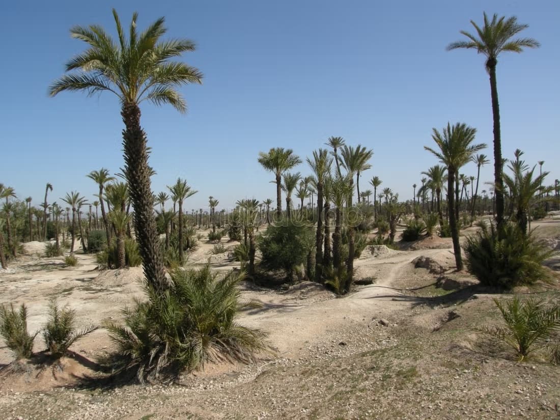 Top affaire vente lots à la palmeraie titrés Livrables de su...