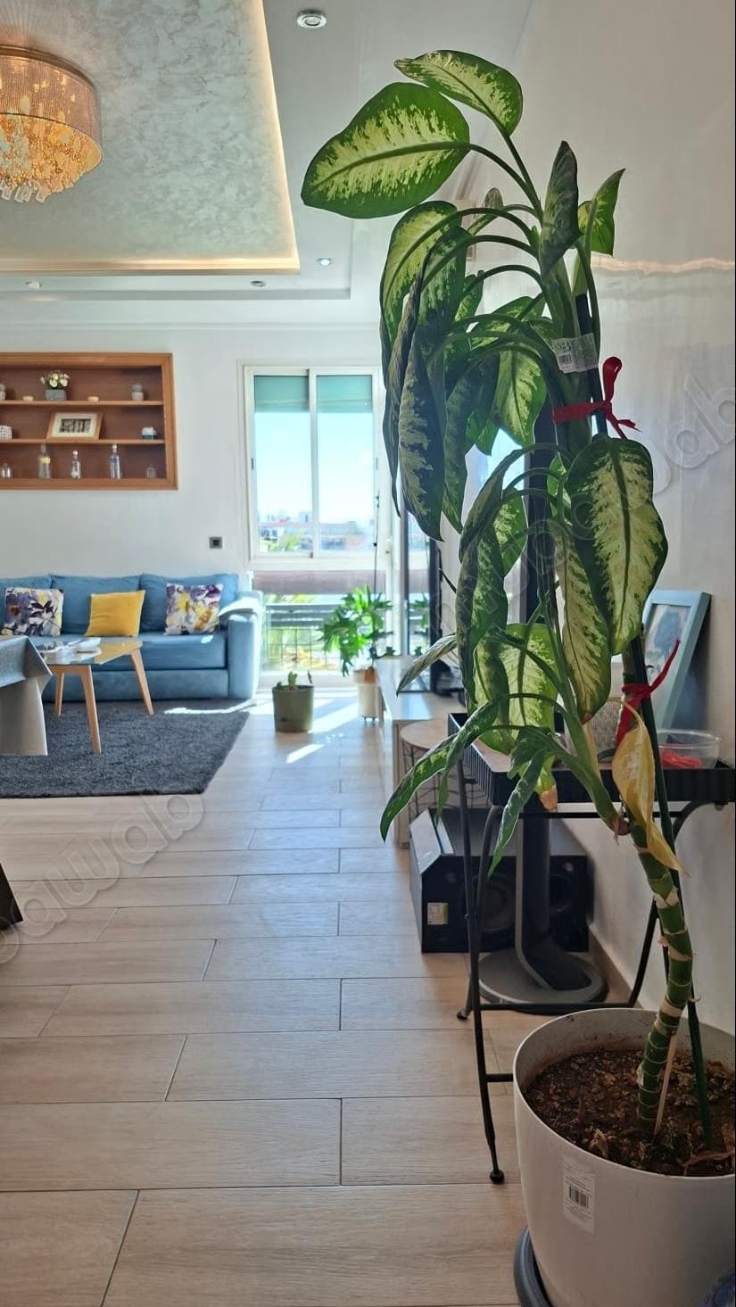 Appartement standing meublé neuf haut agdal