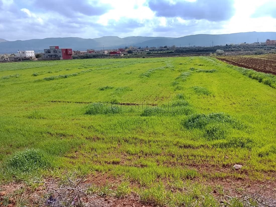 Terrain à la vente à Narjis. Surface totale 25000 m²