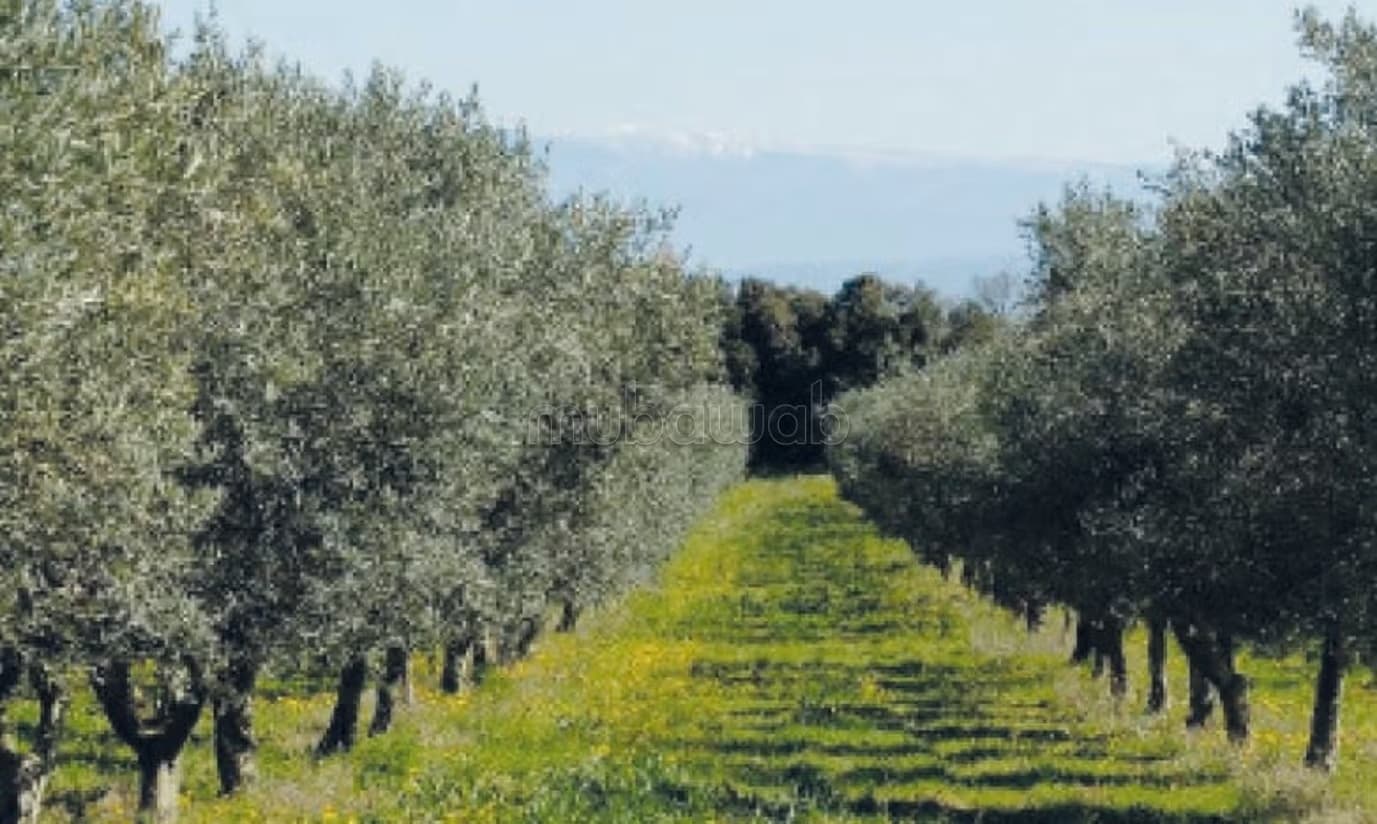 Ferme équipée amandes oliviers 35 hectares Ain karma proximi...