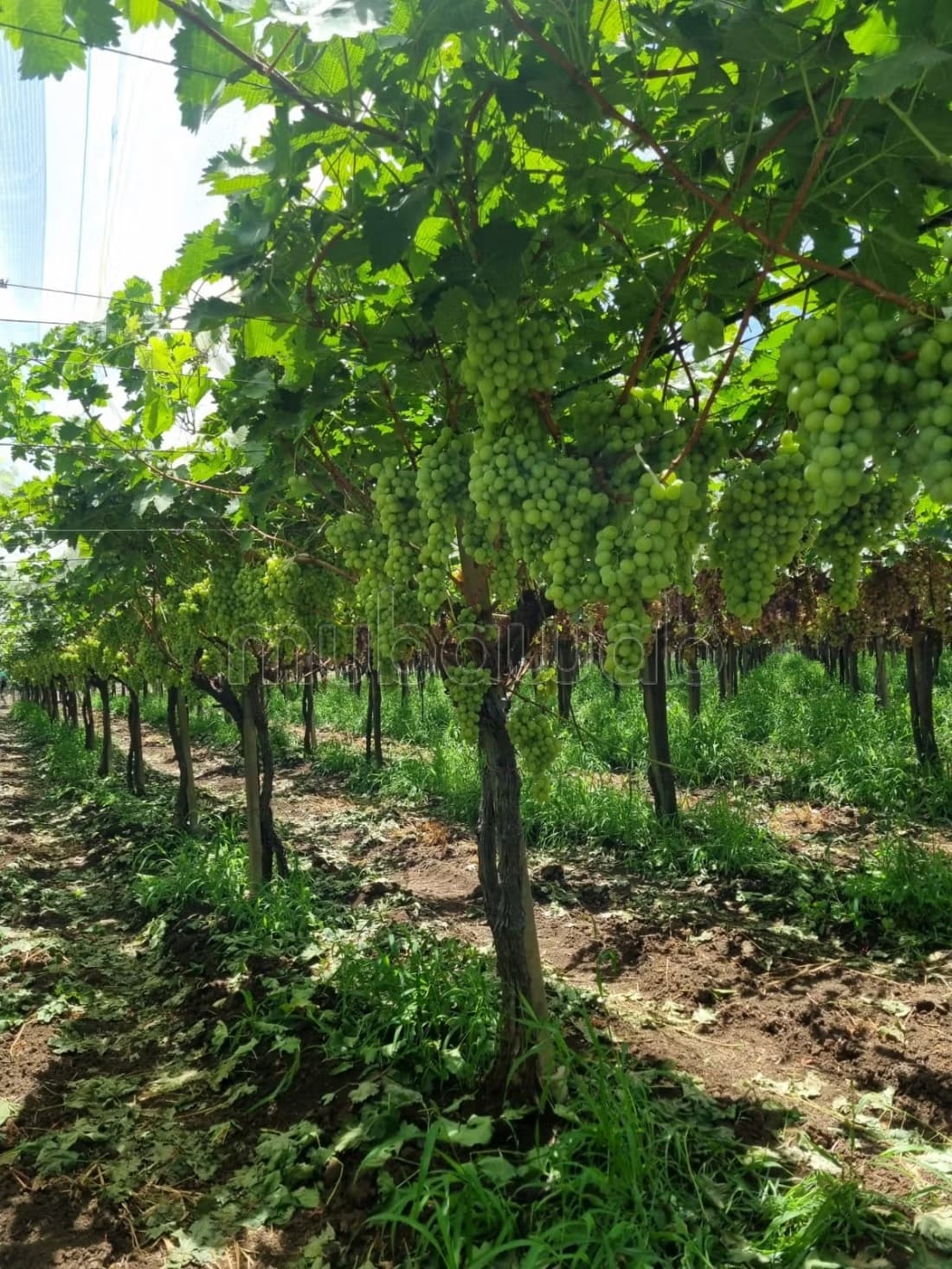 Ferme de luxe Vignes kaki chahdia oliviers avec villa piscin...
