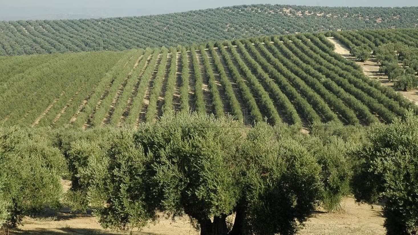 Ferme bien équipée 80 hectares oliviers vignes chahdia proxi...