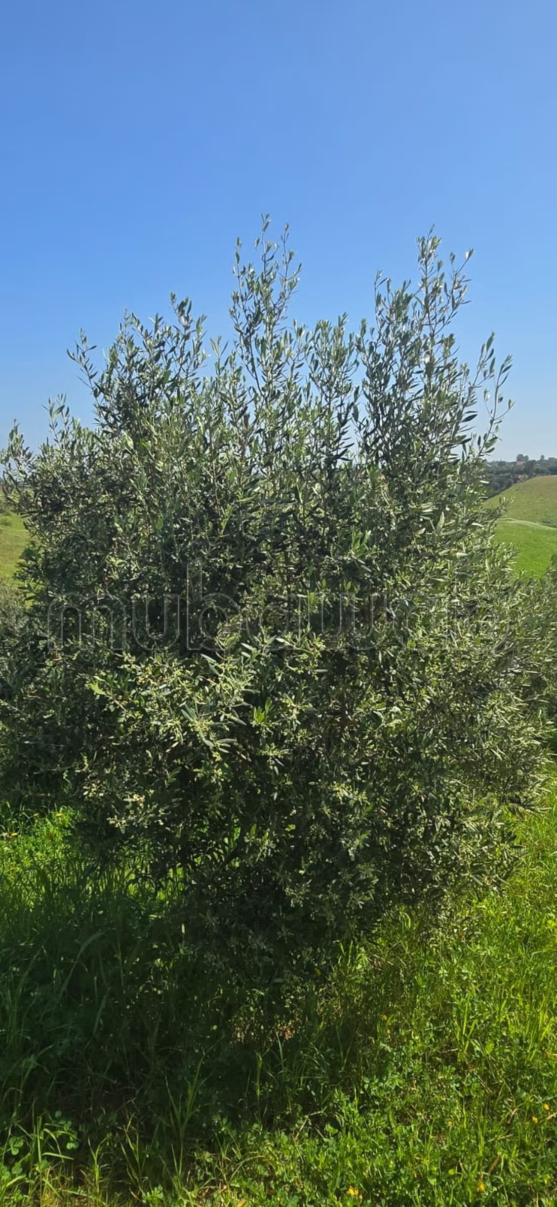 Ferme à la vente à Sala el Jadida. Surface totale 42500 m²