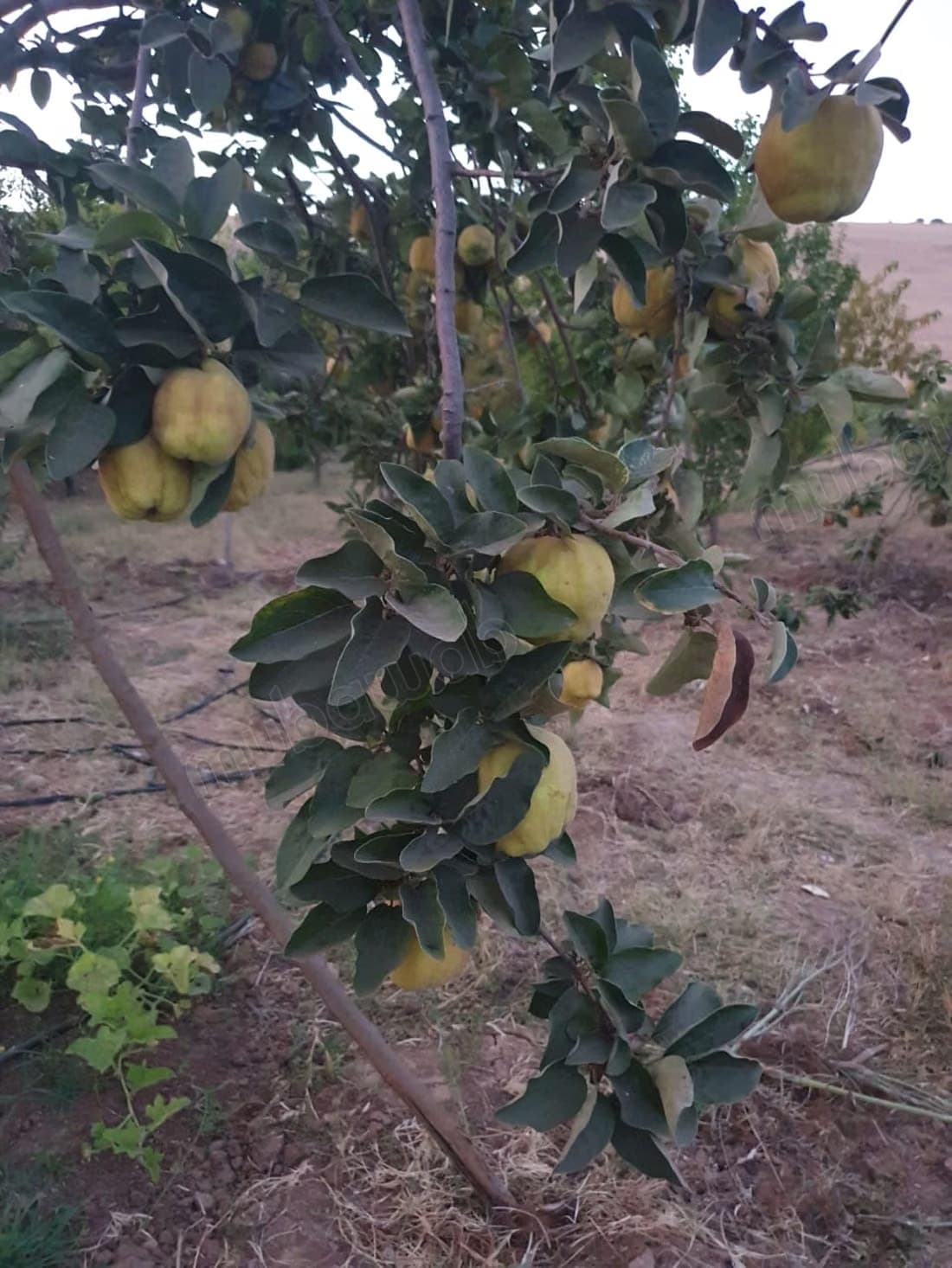 Ferme titrée à vendre région Rabat Salé