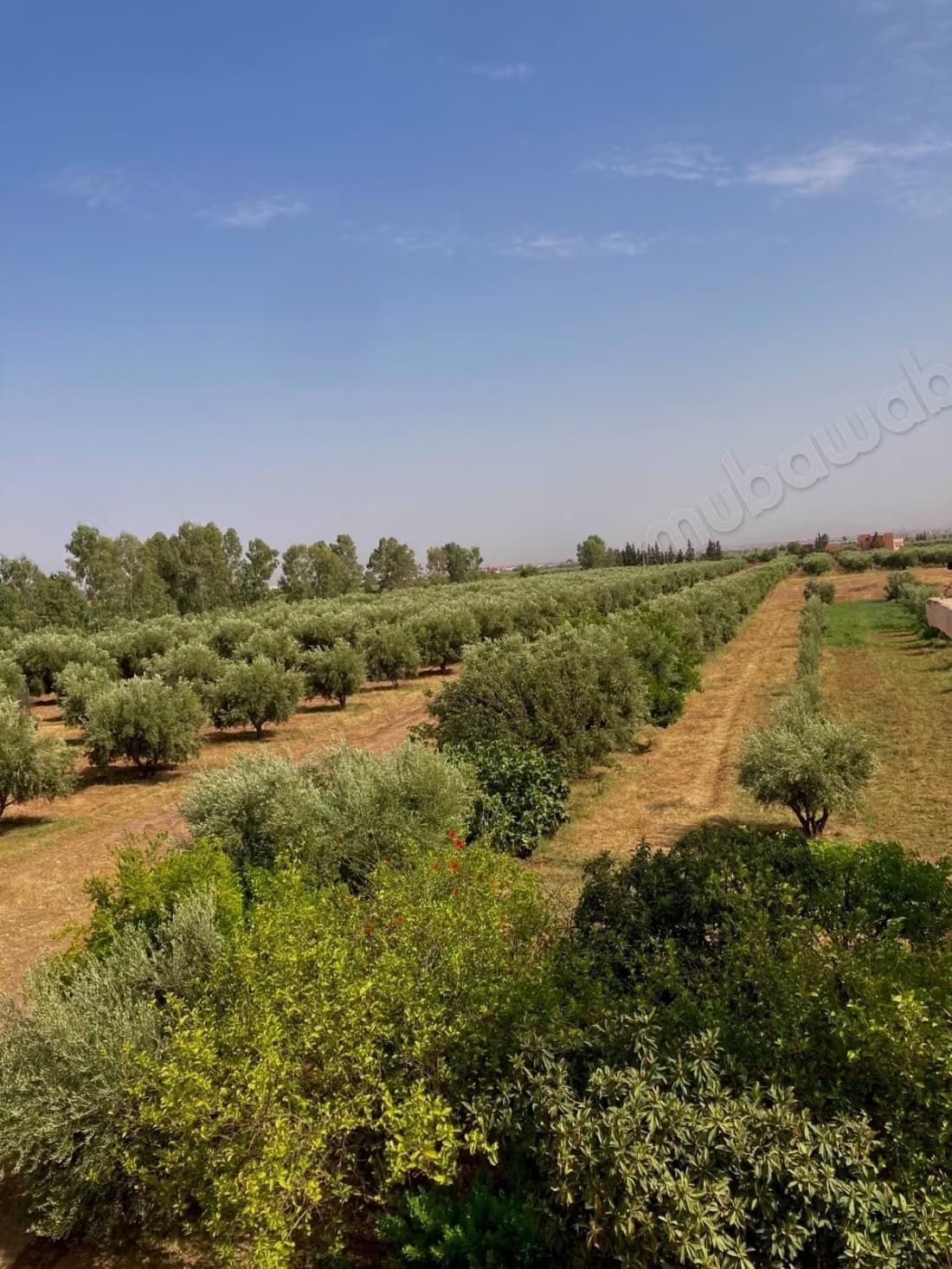 Terrain de 6 hectares à Marrakech – Tahanaout
